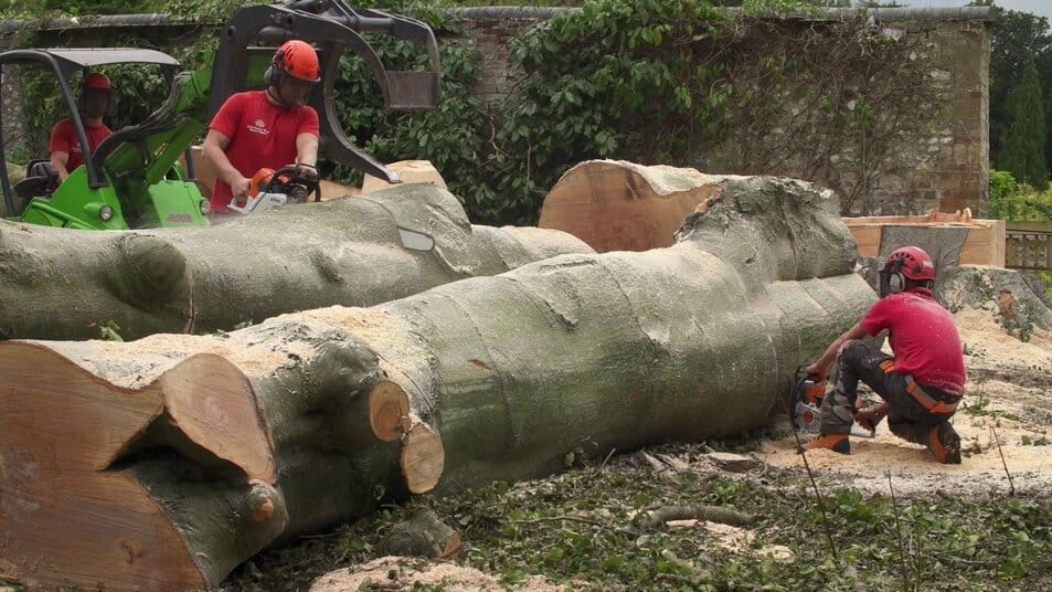 Tree Felling