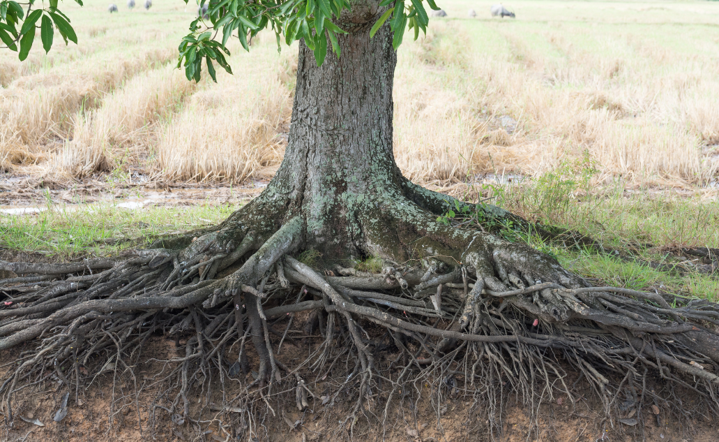 Stump Grinding & Removal example 2